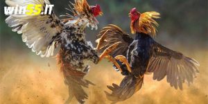 Cách tham gia đá gà cựa dao
